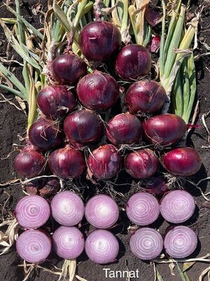 Tannat