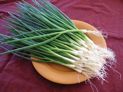 Onion, bunching