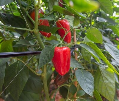 Piment de serre