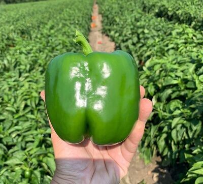 Pepper