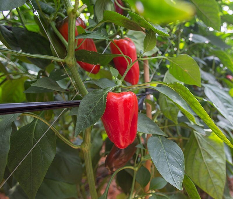 Piment de serre