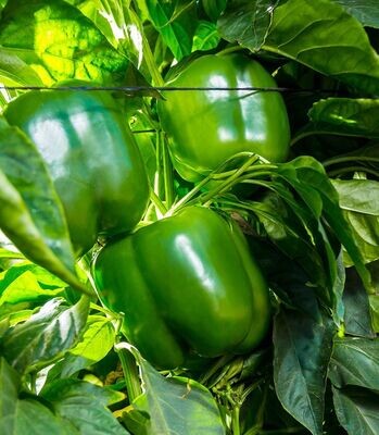 Piments de champs