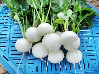 Whitella