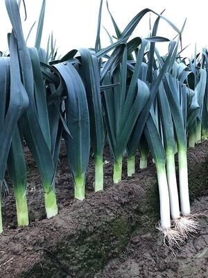 Leek