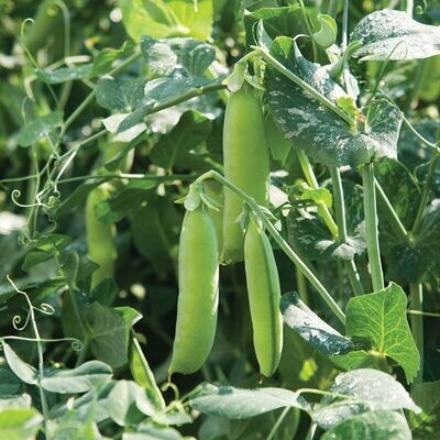 Pea