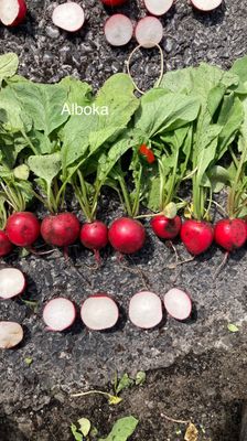 Alboka