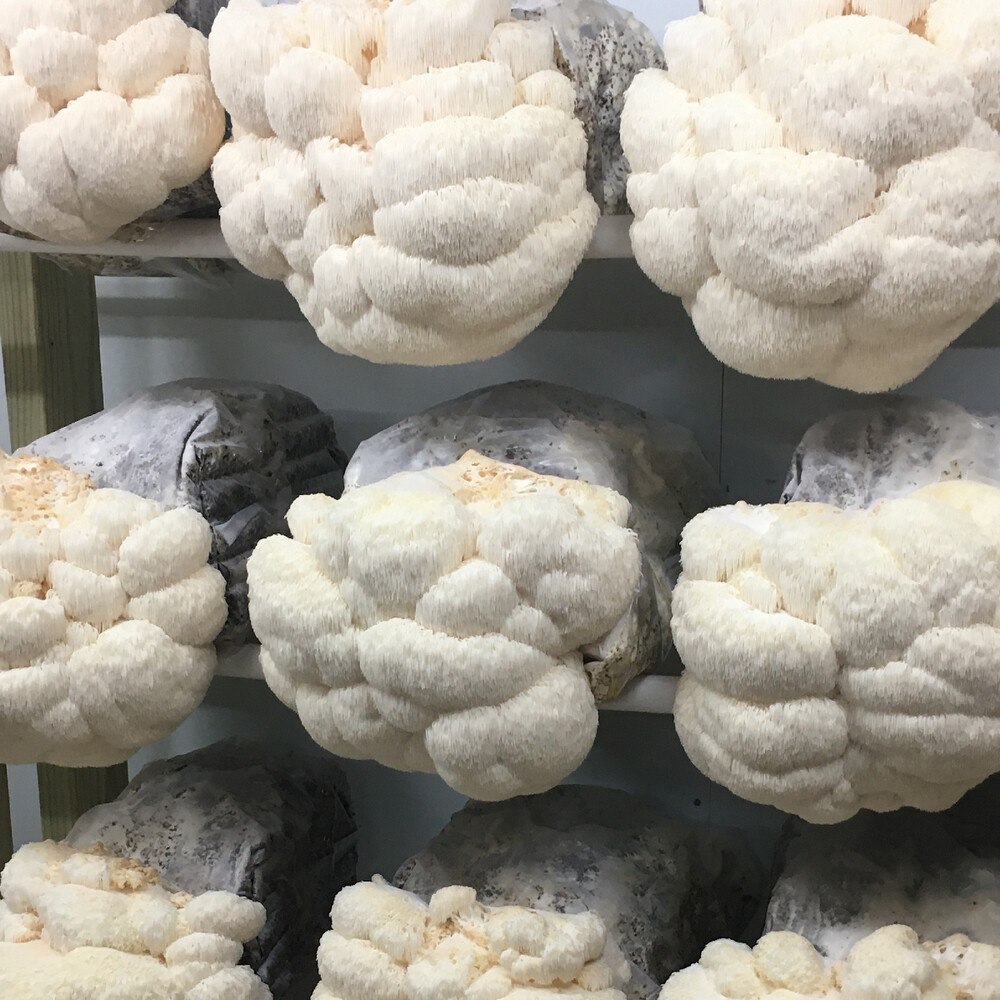 Fresh Lions Mane Mushroom Shipped Delivered Shop Fungalicious   3866593351 