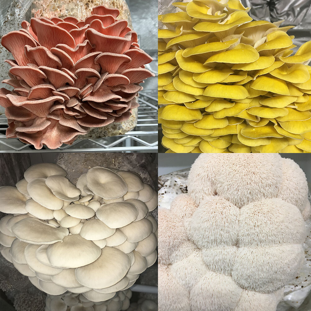 Shop Fresh Gourmet Mushrooms & Mushroom Grow Kits. Shipped!