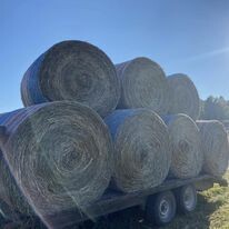 2nd cut Cattles Giant Round Bales