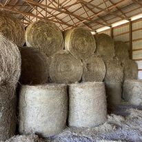 2nd cutting premium quality green leafy alfalfa coop treated