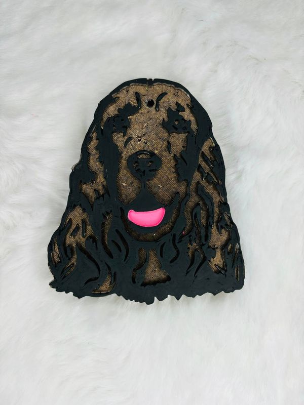 Boykin/ spaniel