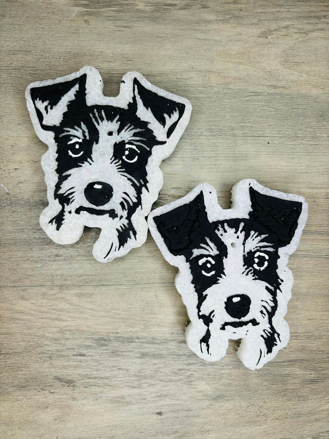 Welsh Terrier/ jack Russel terrier