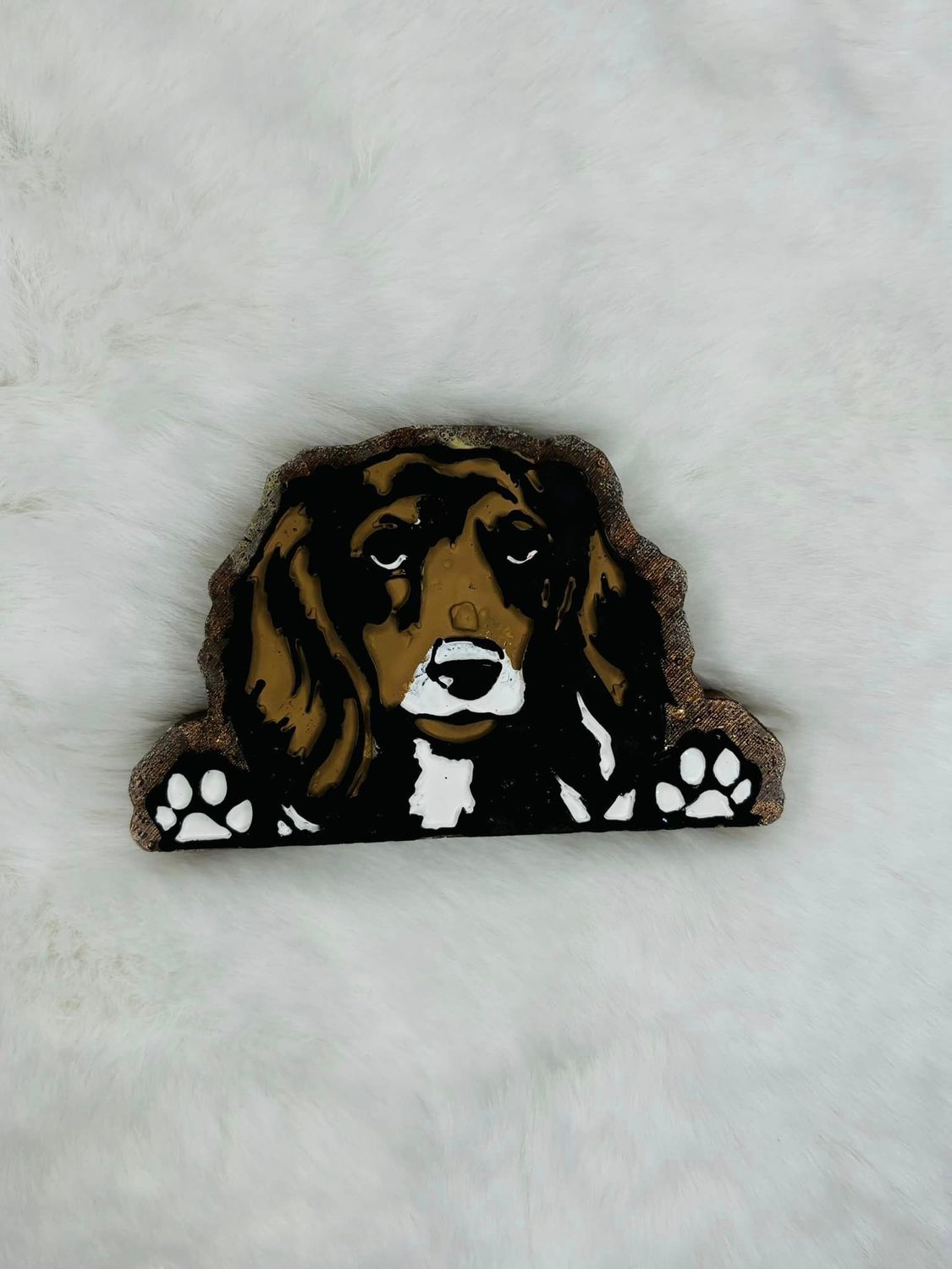 dachshund long haired