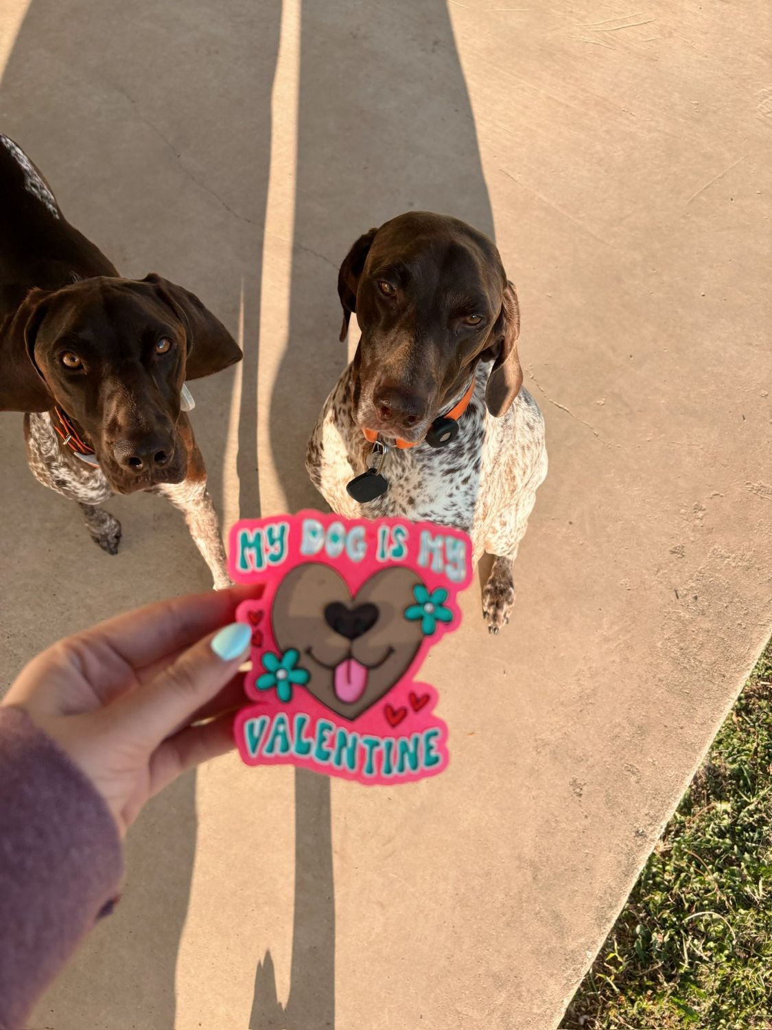 My dog is my valentine