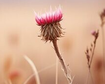 Trockenblumen
