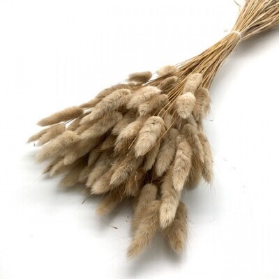 Lagurus natur