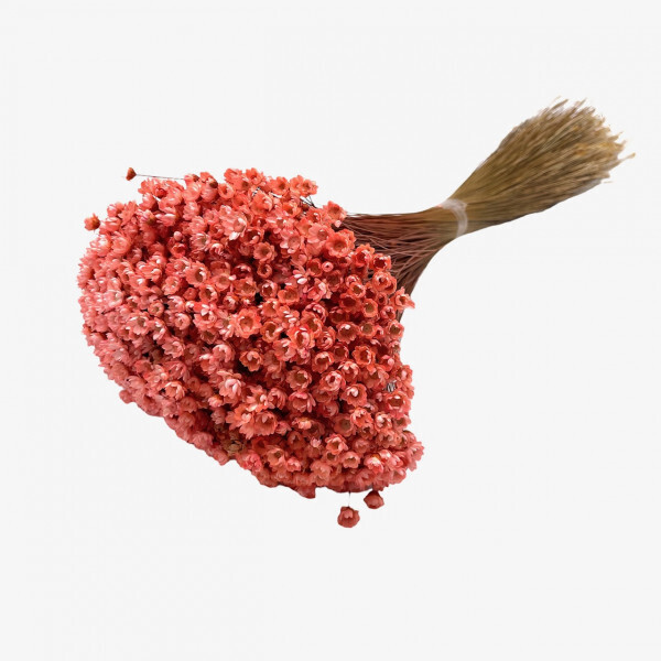 Glixia blush