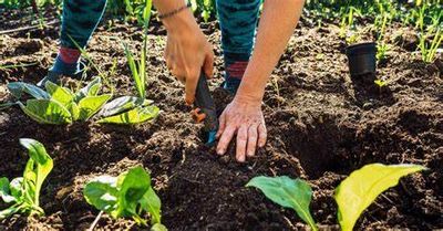 Why Gardening Matters