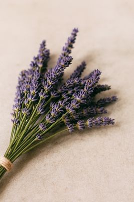 Lotion - Goat Milk - Lavender