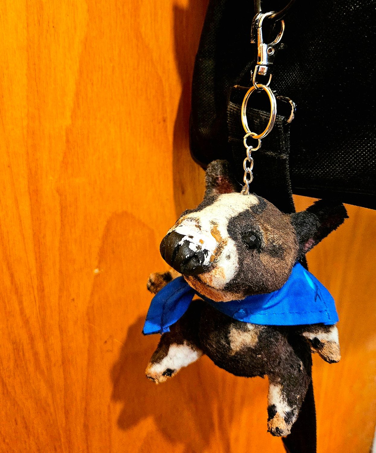 Maksimus,  the Bullterrier Puppy.