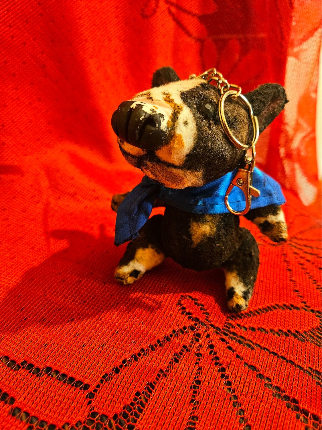 Maksimus,  the Bullterrier Puppy.