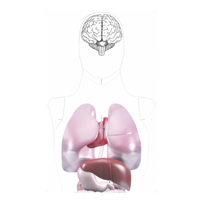 Cibles organes internes pour 3D DUMMY (x10)