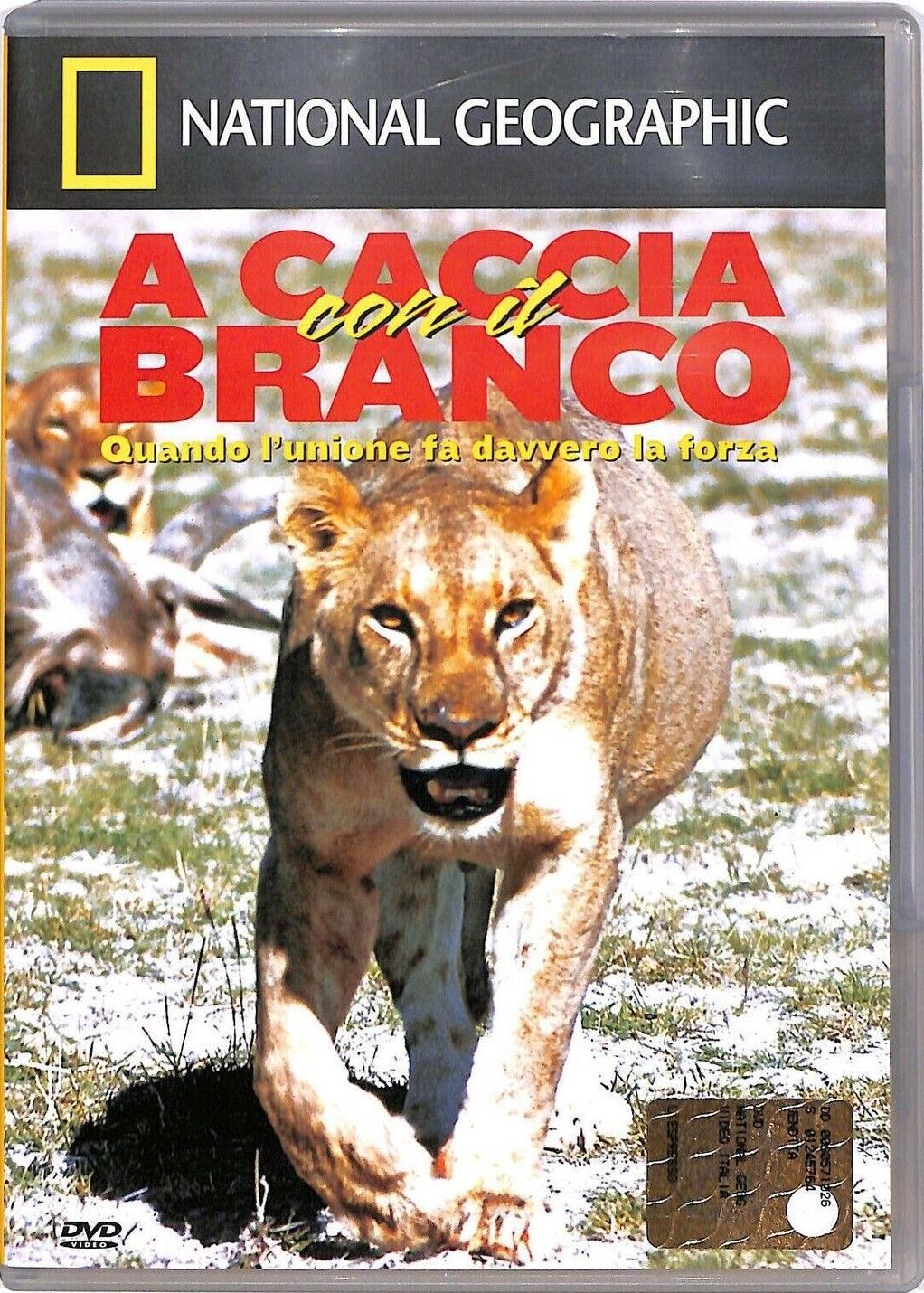 TeknoFilm - DVD – NATIONAL GEOGRAPHIC N° 39 - A CACCIA CON IL BRANCO (2005) - NATIONAL GEOGRAPHIC