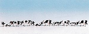 Noch N 36721 Cows -- Black &amp; White pkg(9)