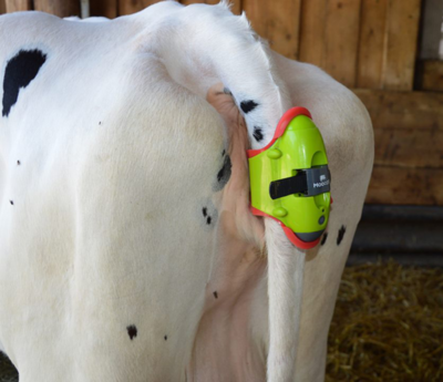 Moocall Calving Sensor - Updated 4G Version