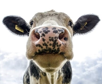 Animal Health Solutions