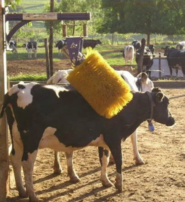 Motorised Cow Brush