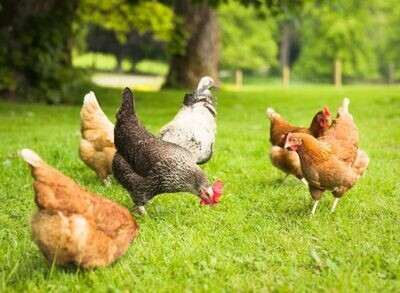 Poultry Solutions