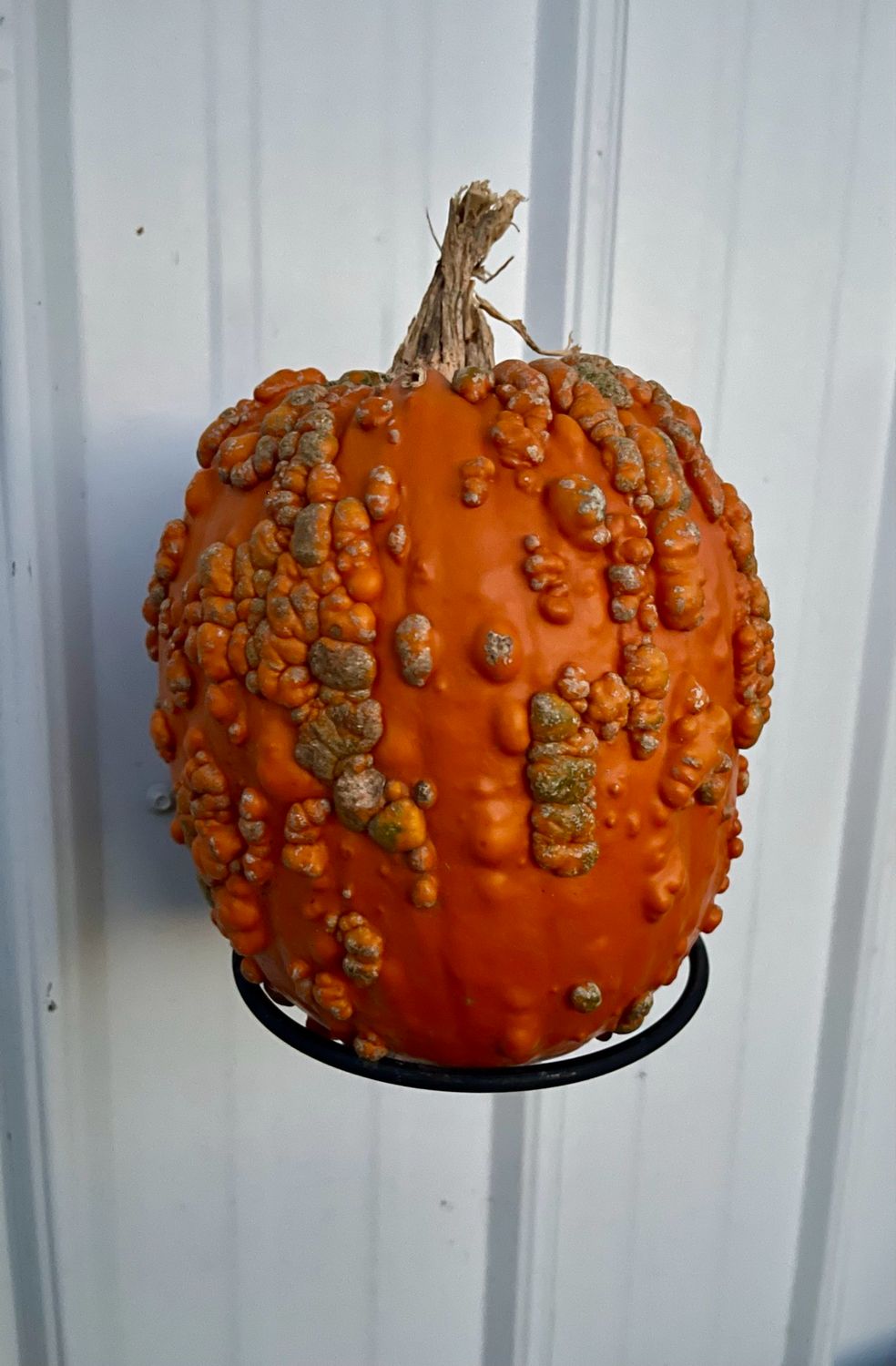 Pumpkin Holders