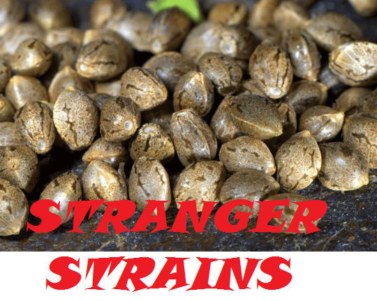 10 Rare Cannabis Seeds - Regular - &quot;Bruce Banger&quot; + &quot;Gorilla Blue&quot; = &quot;Stranger Strains&quot; Grown Organic - Buy 4 get 1 Free! = 40 Seeds!