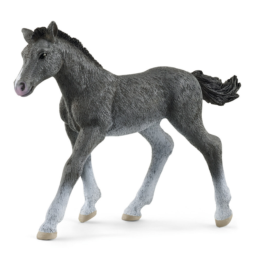 Horse Club - Trakehner Foal