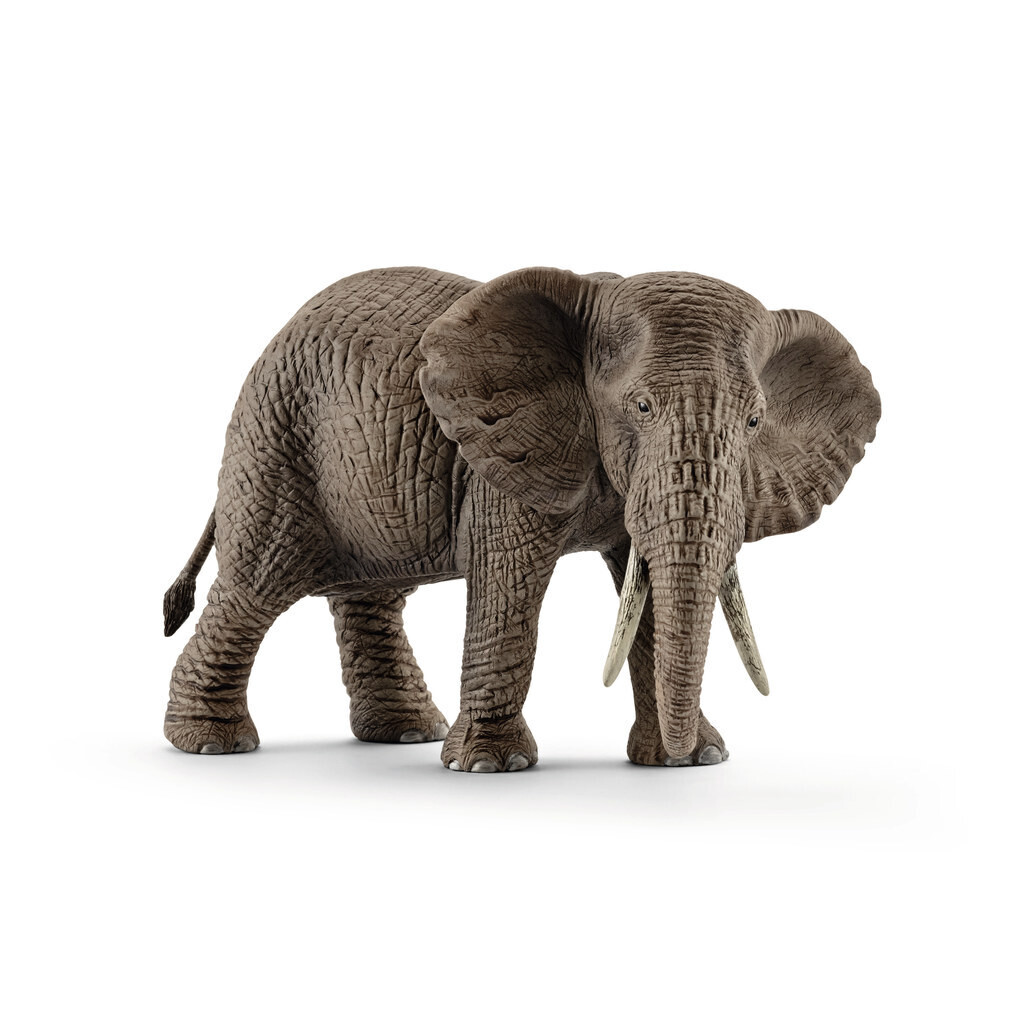 Wild Life - African Elephant, Female