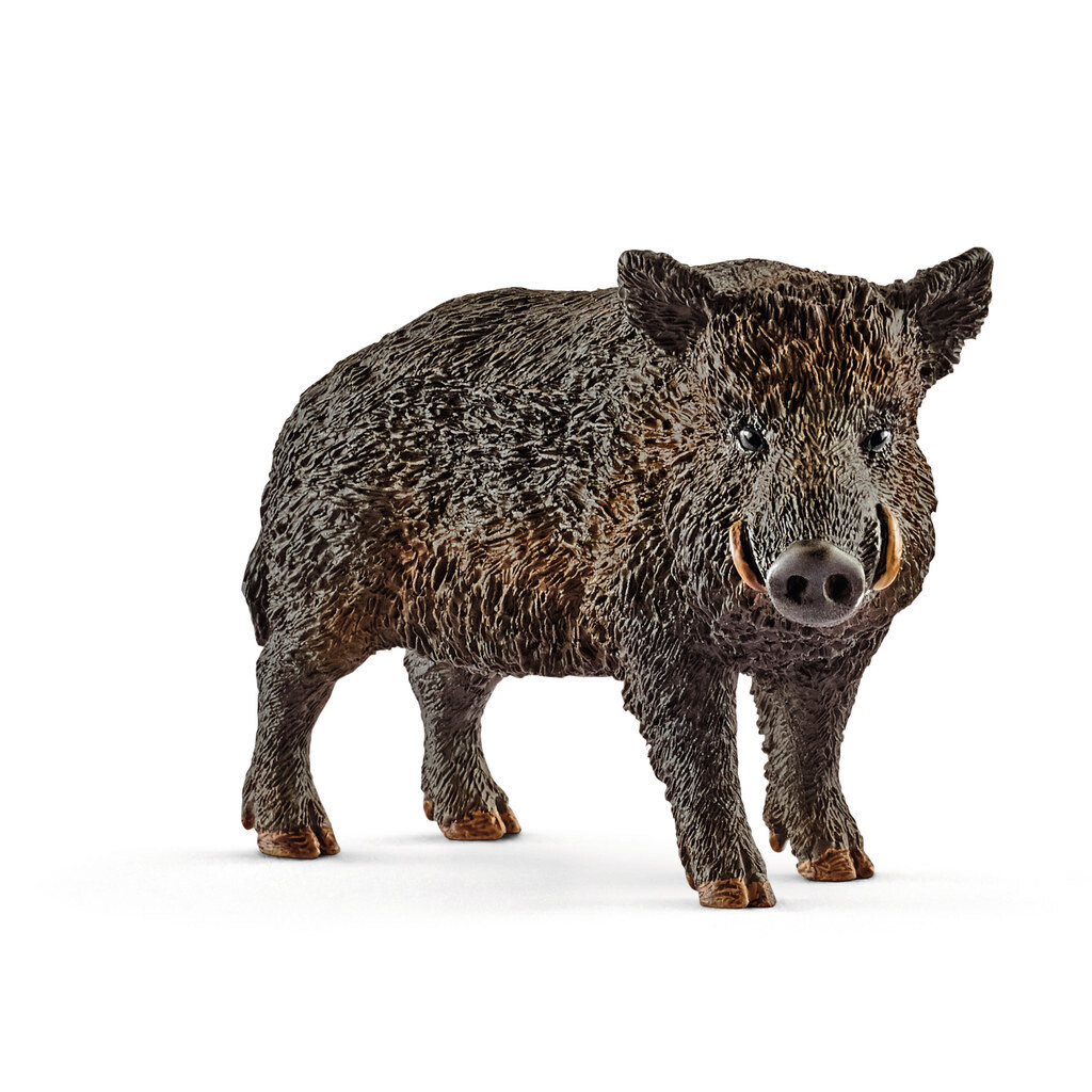 Wild Life - Wild Boar