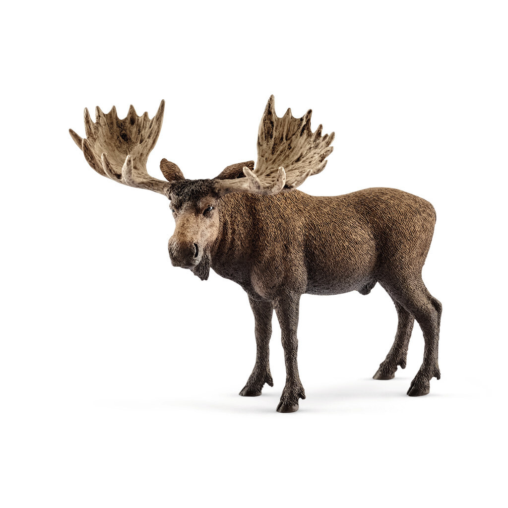 Wild Life - Moose Bull