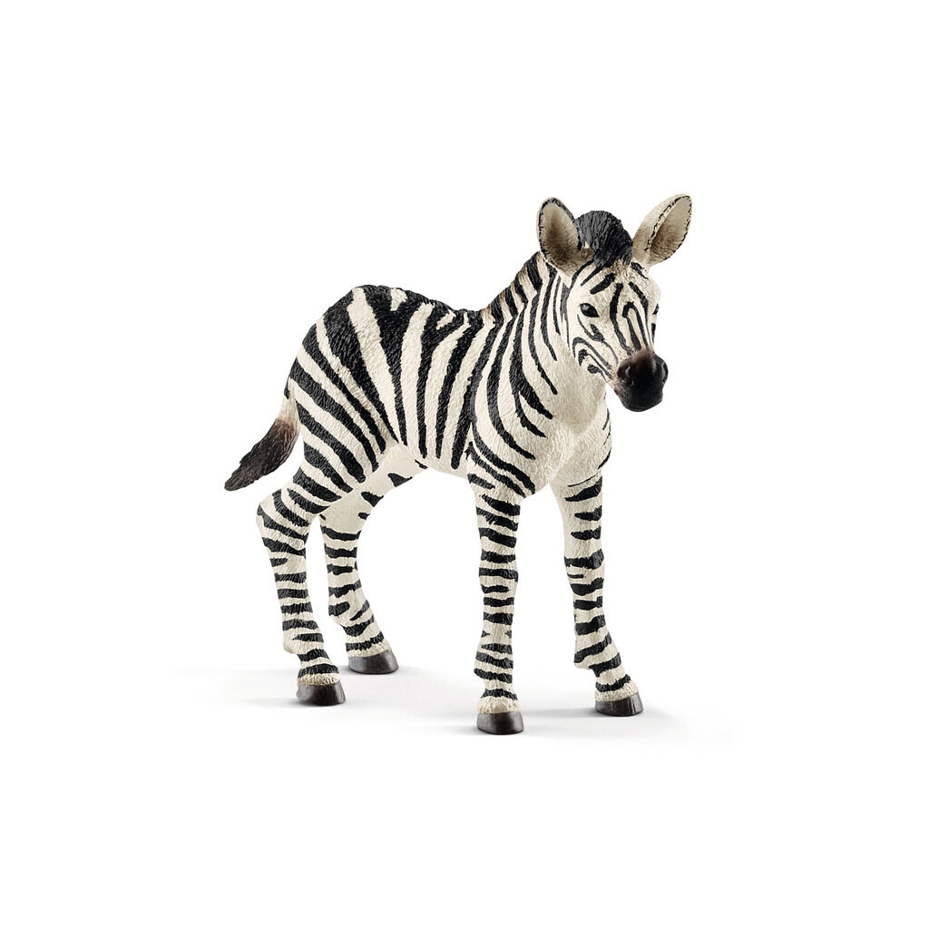 Wild Life - Zebra Foal