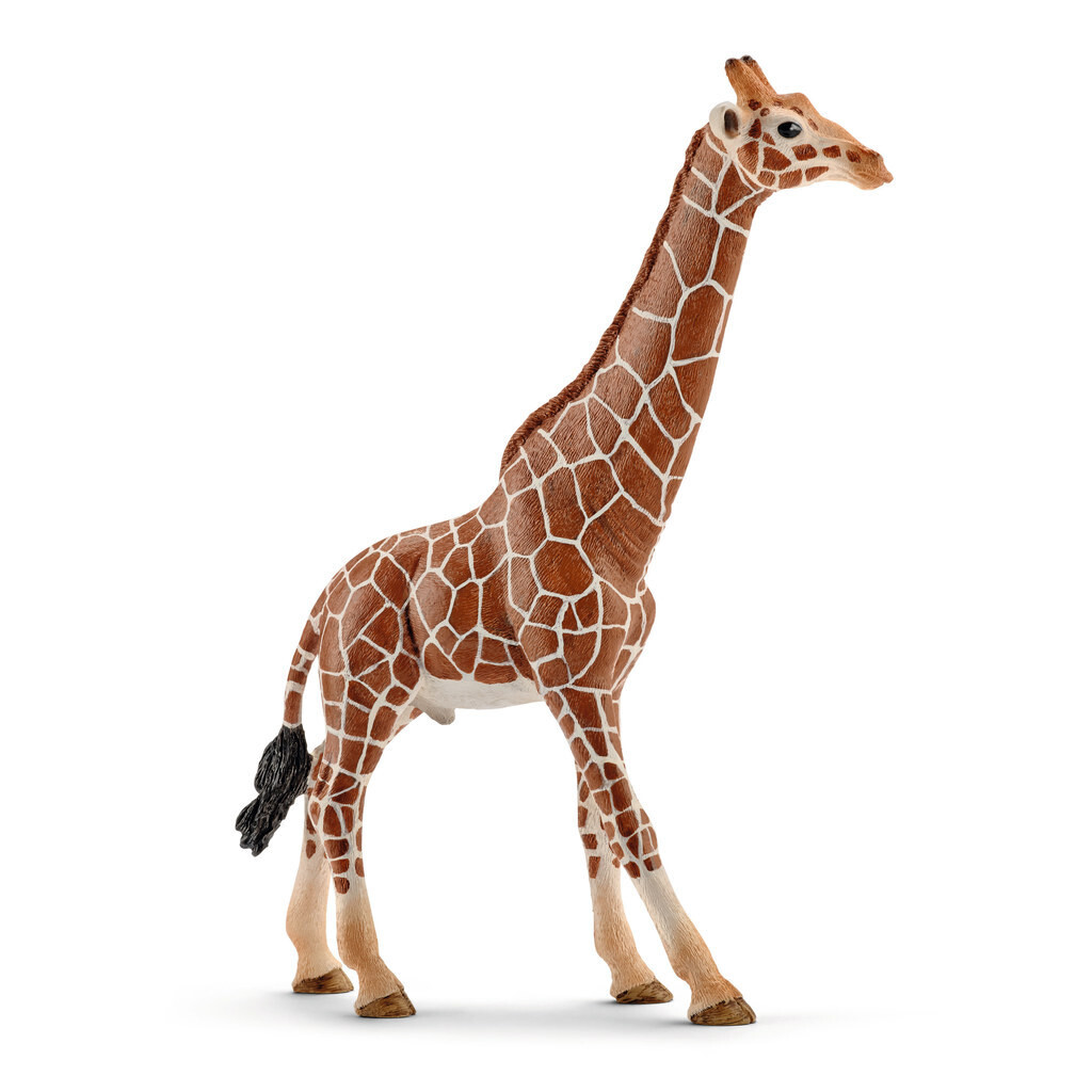 Wild Life - Giraffe, Male