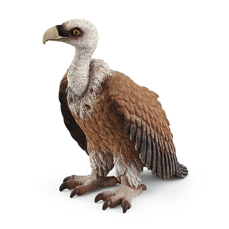 Wild Life - Vulture