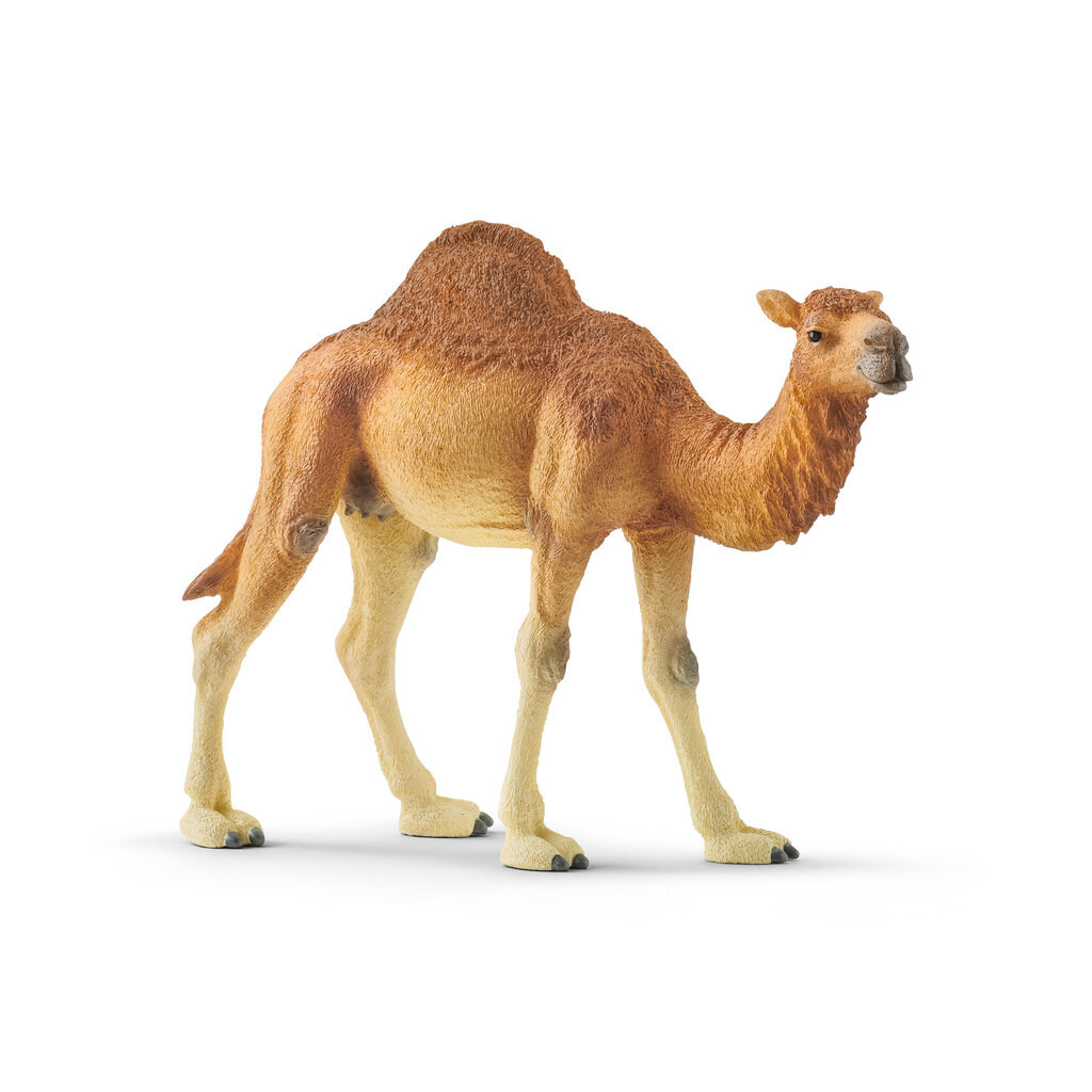 Wild Life - Dromedary, Camel