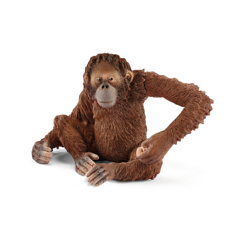 Wild Life - Orangutan, Female