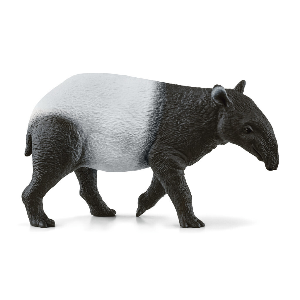 Wild Life - Tapir