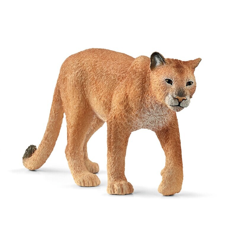 Wild Life - Cougar