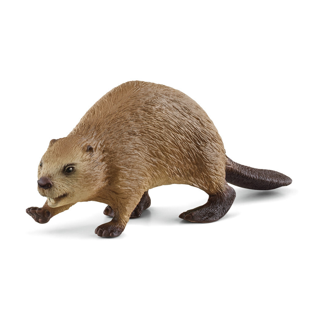 Wild Life - Beaver