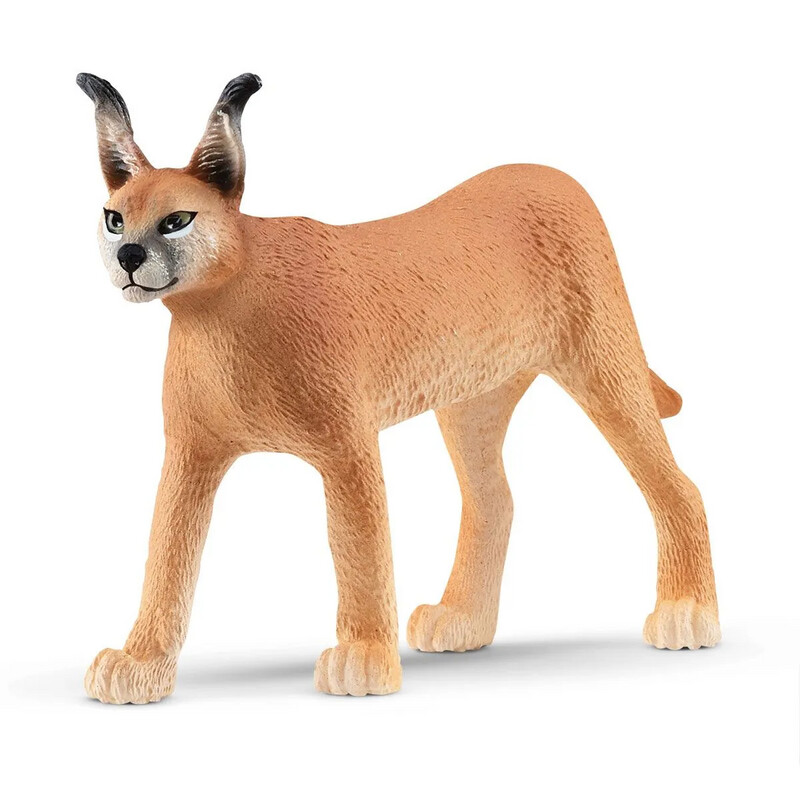 Wild Life - Caracal Female