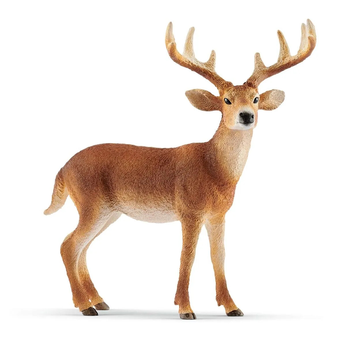 Wild Life - White-Tailed Buck