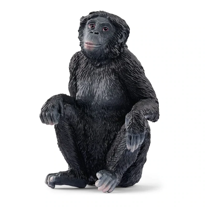Wild Life - Bonobo Female