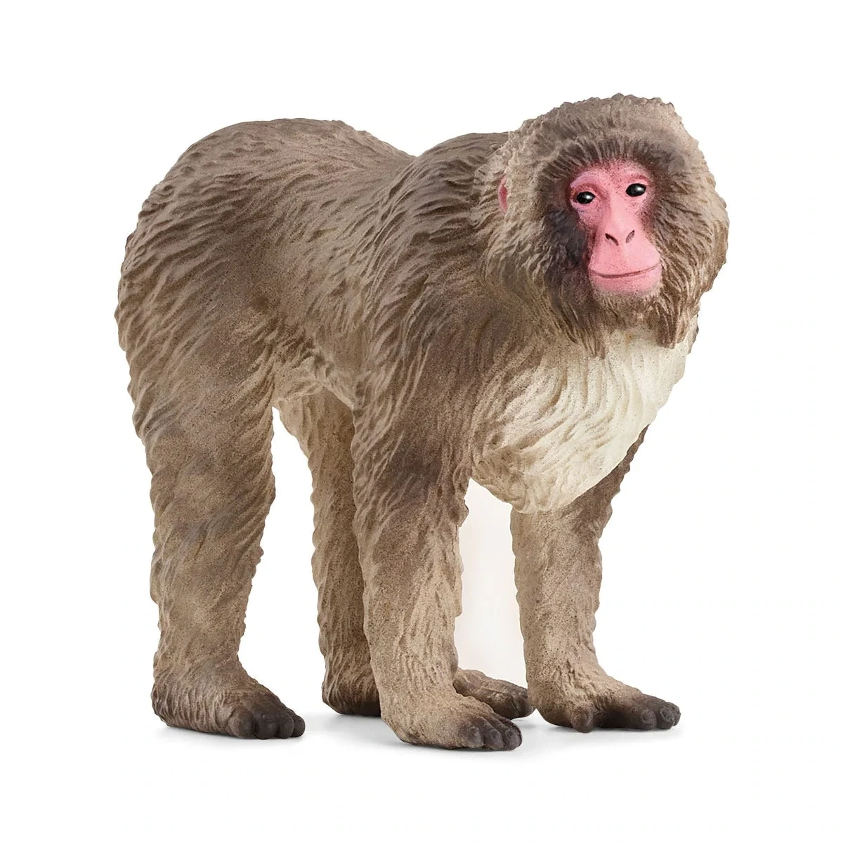 Wild Life - Japanese Macaque